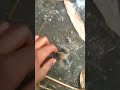 यह मछली बहुत ख़तरनाक है और बहुत चालाक है🐠🥶🐠🥶#shorts#viral #animals#fish #pets #fishing #fishtank
