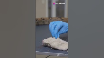 Cảnh báo về sự nguy hiểm của rắn lục đuôi đỏ đang ở ngay xung quanh bạn!  #reels