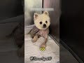 A Stray Dog’s Second Chance at Life #shortvideo #animals
