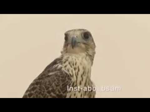 ياحمد عشق القرانيس الندارة