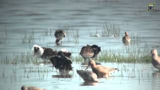 Baltsende kemphanen Ezumakeeg Lauwersmeer 20140521 Natuurkanaal
