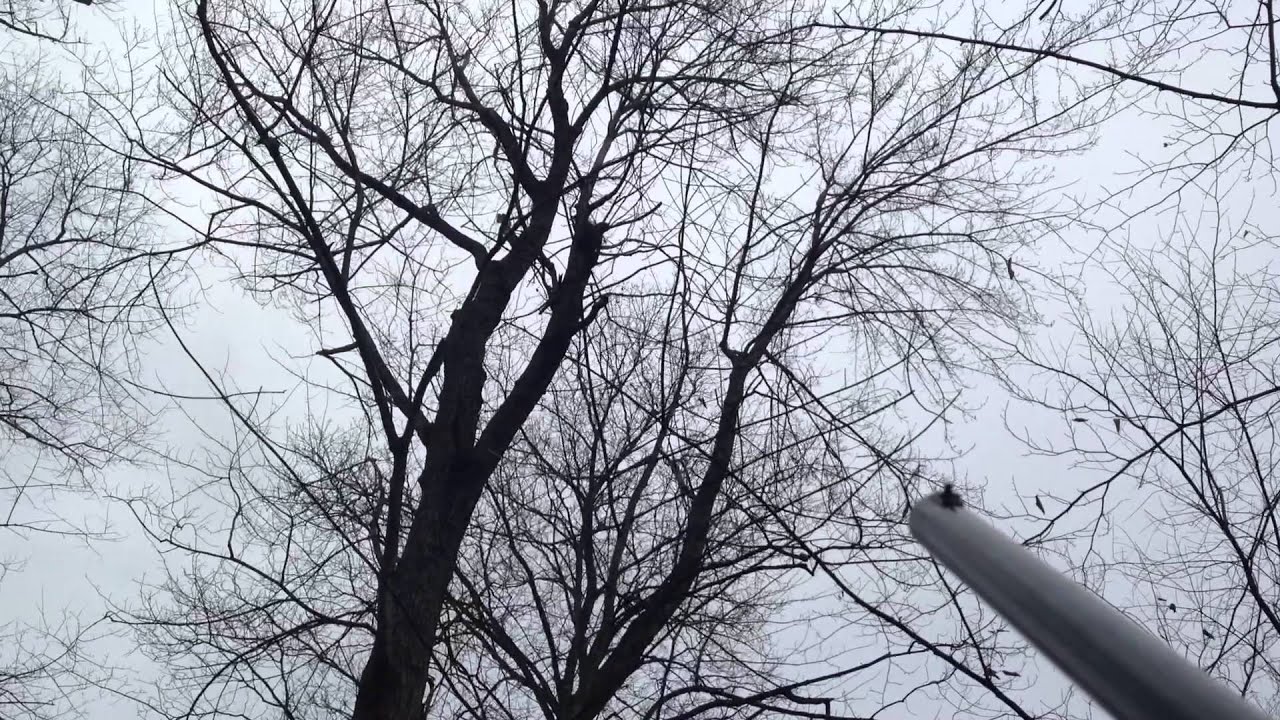 Squirrel hunting fail