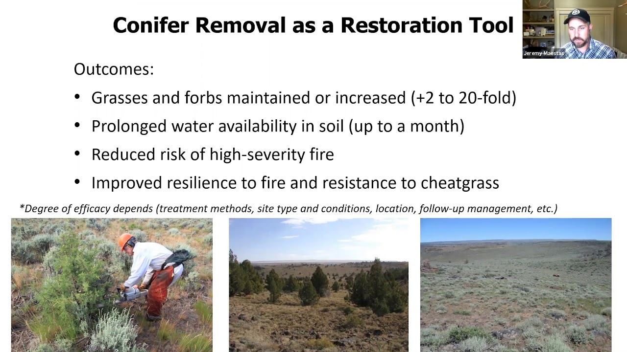 Sagebrush Conservation Strategy Conifer Expansion YouTube