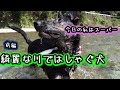 【ジャーマンシェパード】綺麗な川ではしゃぐ犬・前編【German Shepherd Dog】A dog excited with joy in the beautiful river