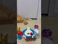 Cat Nose Start! 🐱 Pokémon Marble Run ASMR 🎶 #asmr #marblerun #cat #relaxing #pokemon #satisfying