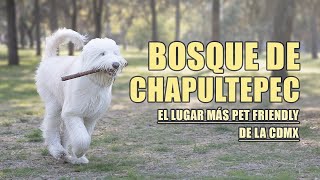 Bosque de Chapultepec con PERROS | El lugar más PET FRIENDLY que conozco en la CDMX