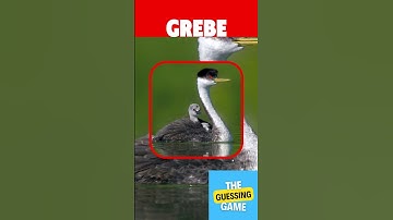 GUESS THE BIRD IN 3 SECOND #gk #quiz #BIRD