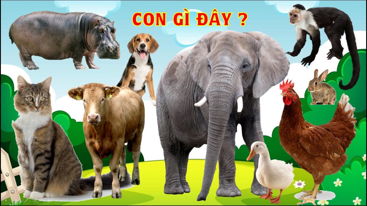 Các con vật cho Bé tập nói, con gì đây, dạy bé học nhận biết con ...