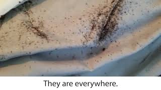 Bed Bugs Infestation - Heat Treatments