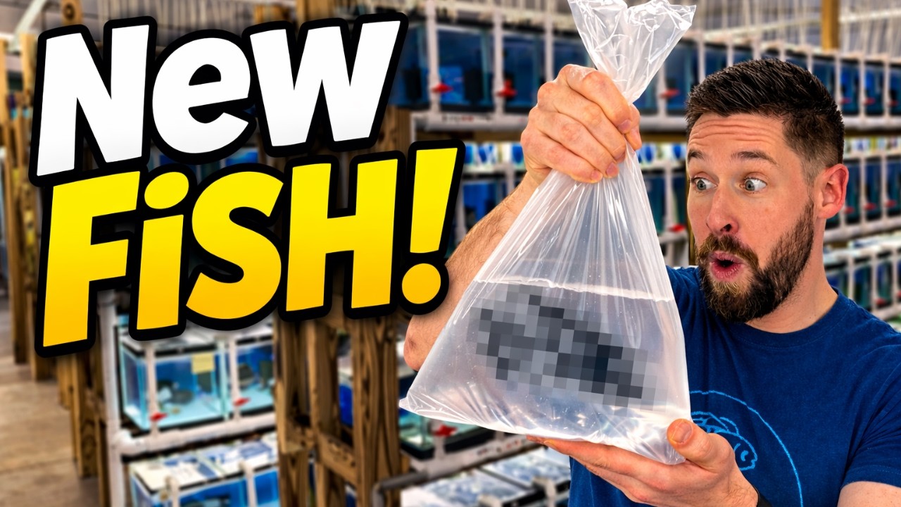 Returning to an Incredible Fish Store… and Buying New Fish! (Private ...