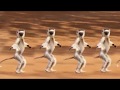 MADAGASCAR DANCING VERREAUX