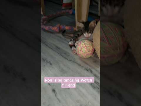 Cute Ron ne aakhir ball apne hath me lekar hi dum liya#brave# viral video amazing#super hero#short