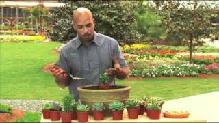 Watch how to plant a succulent garden in a pot or bowl of your choice, including ways to arrange the succulent plants and how to 