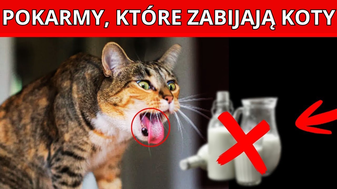 7 śmiertelnych produktów dla twojego kota. A numer 5 podajesz mu CODZIENNIE!