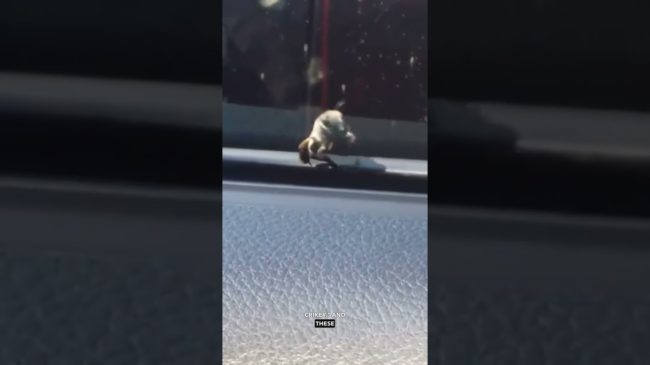 Tough Guy Bee