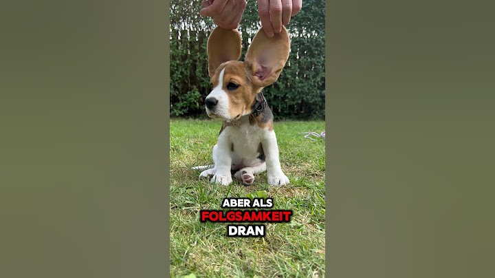Triff den Beagle. #beagle #hundeliebe #hundefakten