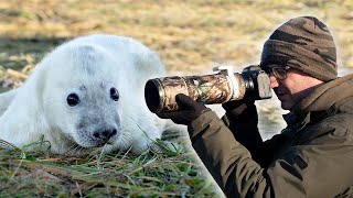 Wildlife Photography Up Close - The Grey Seals of Donna Nook