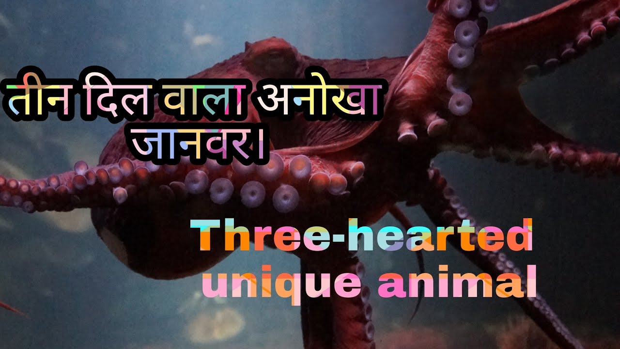 Three-hearted unique animal.
