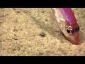 Okeanos Fishes Video