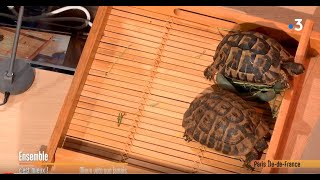 Tout savoir sur les tortues ! Ensemble c'est mieux #09