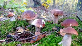 Счастье грибника!!! От увиденного можно инфаркт получить!