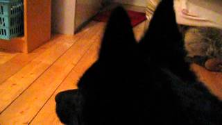 This is what schipperke barking sounds like