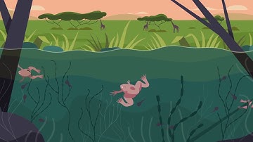 The INVAXEN project ~ INVAsive biology of XENopus laevis in Europe