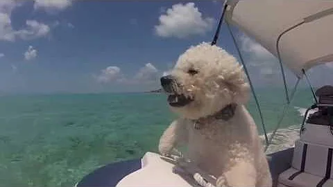 Bichon Puppies in the Bahamas - DayDayNews