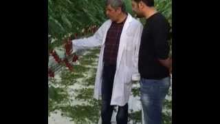 Acemi Ve Usta Mühendis Sinyorseyf Vine