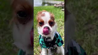 CAVALIER KING CHARLES SPANIEL 101: UNDER 60 SECONDS