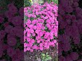 Large and Beautiful Purple Falk Mum