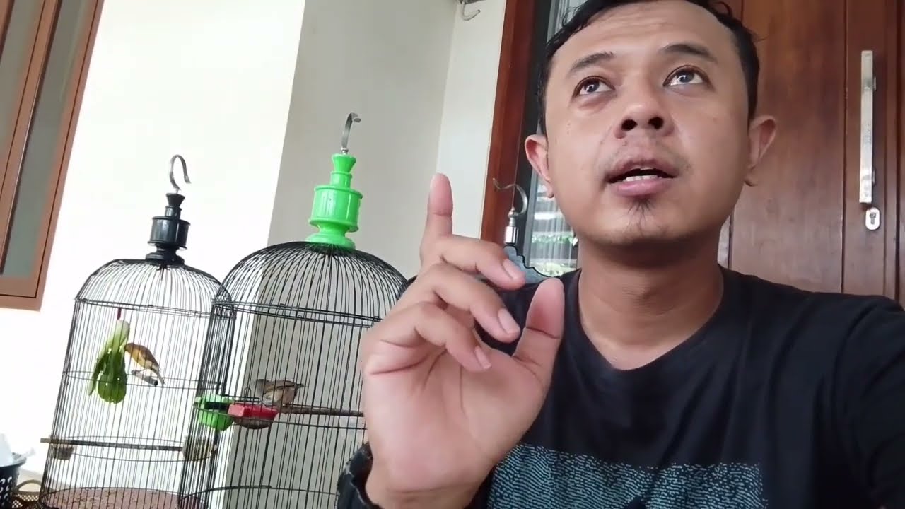 Tips merawat burung tangkapan liar 