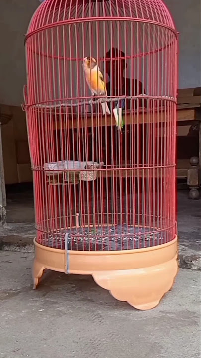 Download lagu Kenari gacor dorr #kicaumania #kenari #kenarigacor #kenaridurasipanjang #kicaumanianusantara