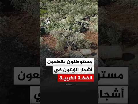 مستوطنون يقطعون أشجار الزيتون في الضفة الغربية