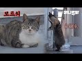 자꾸 창문 밖에서 우는 모르는 고양이.. 울집 고양이가 대화를 시도해봤습니다ㅣStray Cat That Wanted To Become Our Family..