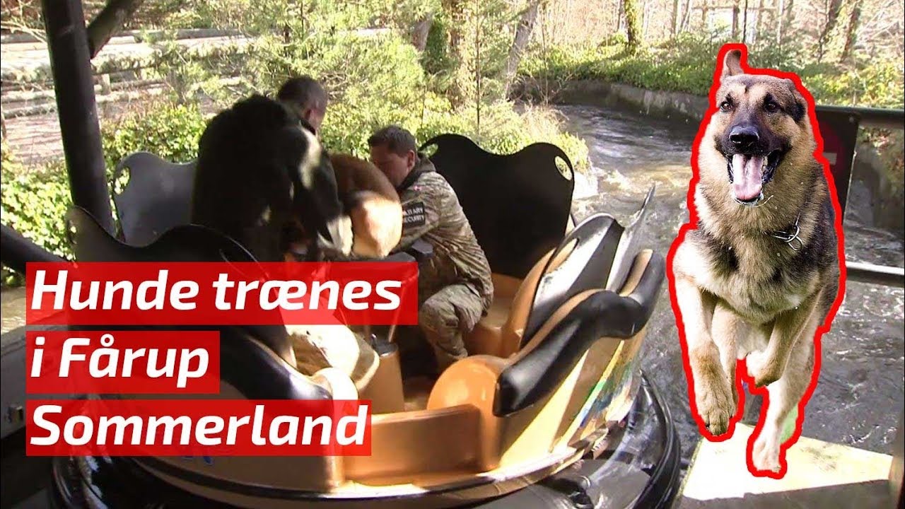 Flyvevåbnet hunde i Sommerland - YouTube