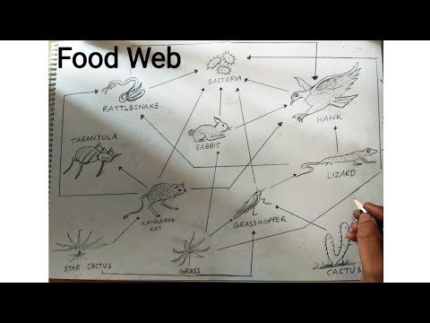 how to draw food web - YouTube