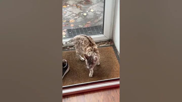 Video 6606201: bengal tiger cat, bengal cats catlover, bengal kitty cat, white bengal tiger, white silver bengal cat