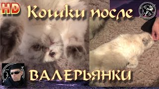 КОШКИ после ВАЛЕРЬЯНКИ- снесло крышу! Кошачьи приколы!