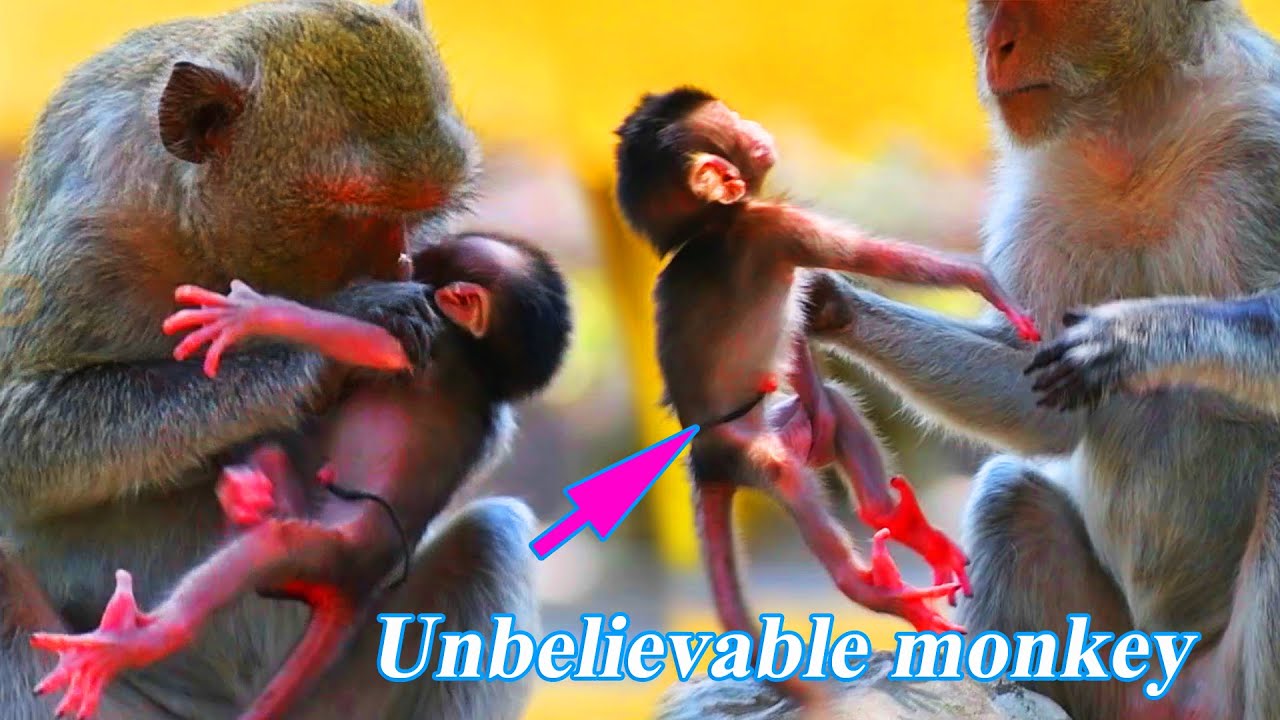 Rare movement seen and amazing by mother monkey lifts newborn baby