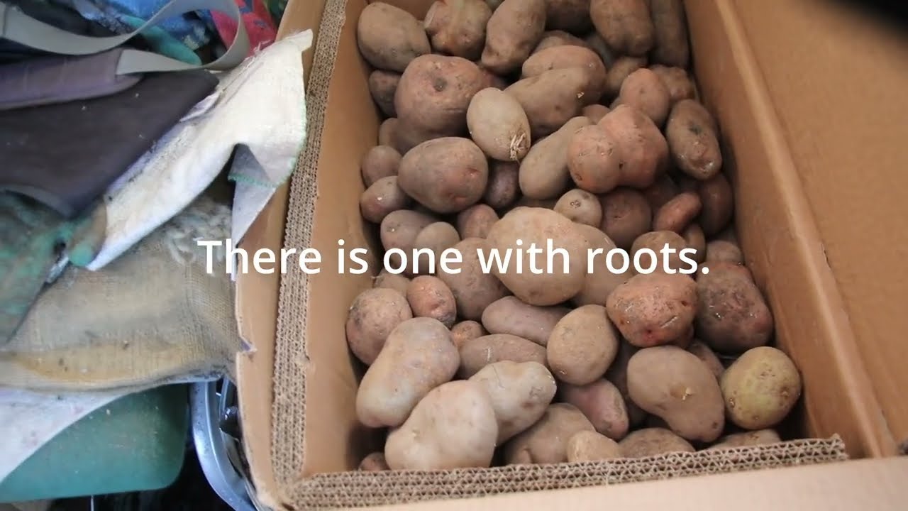 Allotment Preparing for Spring.