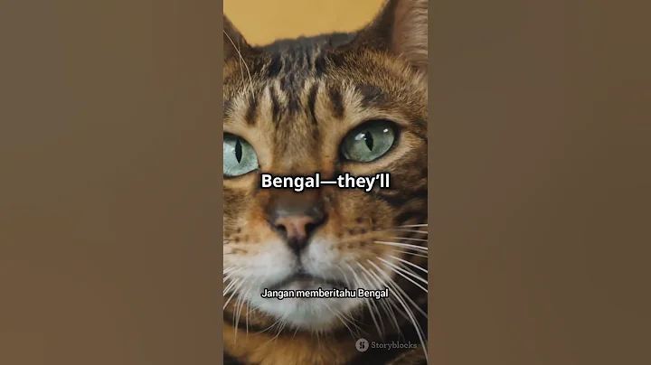 Watch the video about Kucing Bengal #cat #catloverworld #catlovers #cats