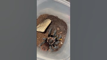 Listen to the sound a Tarantula makes !! #fyp #tarantulafeeding #tarantulafeeding #red #feeding