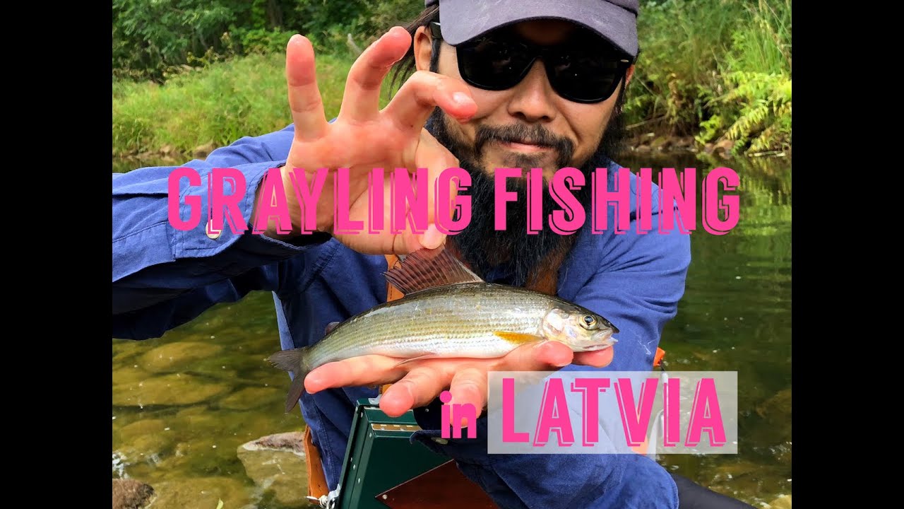 Fly Fishing In Riga Latvia Grayling Fishing バルト三国 ラトビアでフライフィッシング グレイリングという魚 Youtube