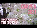 Сакура в Токіо - прогулянка Японією | квітень 2021  || Sakura in Tokyo, Japan, April 2021