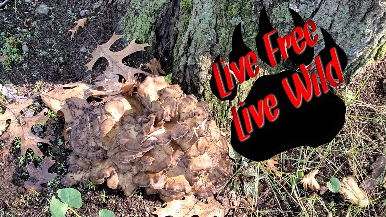 Trying a wild mushroom for the first time (sheepshead) #bushcraft #survival #diy