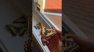 Papilio Machaon butteflies #butterfly #viralshorts #shortsfeed #viral #butterflies #cute #botany