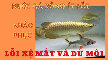 CÁCH NUÔI CÁ RỒNG ÍT XỆ MẮT VÀ DƯ MÔI