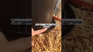 чем пропоить бройлеров в первые дни жизни