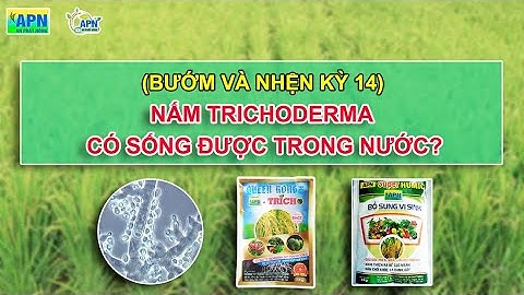 APN - BƯỚM VÀ NHỆN KỲ 14 -  NẤM TRICHODERMA CÓ SỐNG ĐƯỢC TRONG NƯỚC? #anphatnong